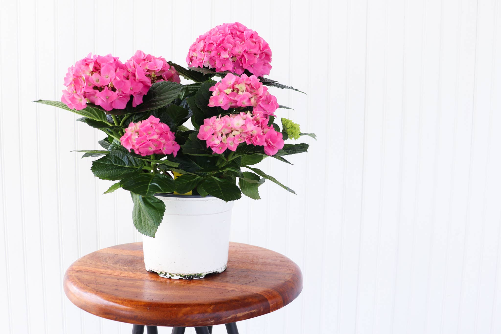 6.5" Hydrangea: Pink