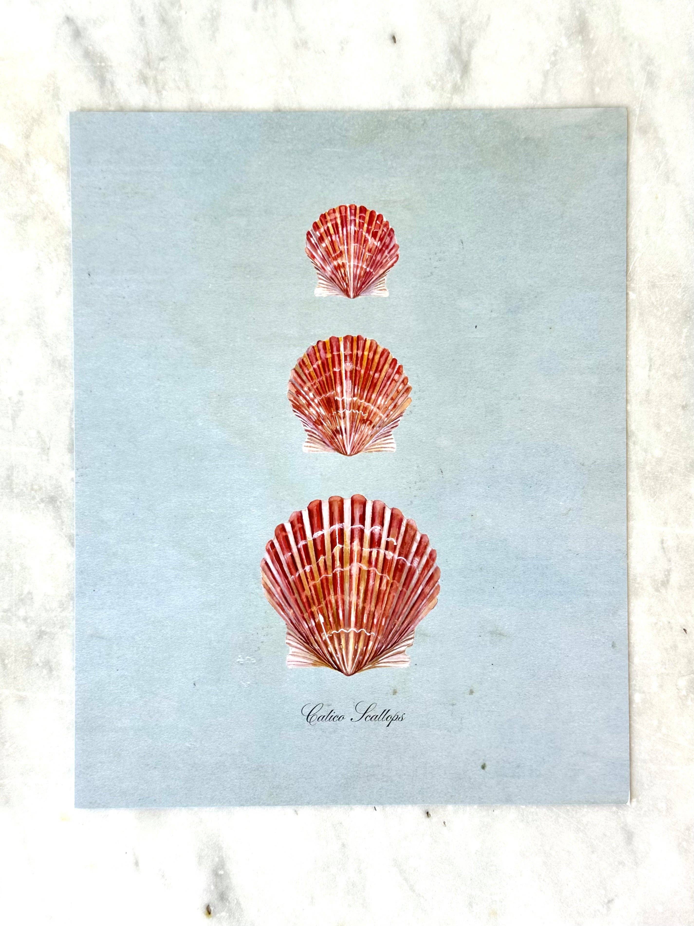 Calico Scallops on Blue Art Print