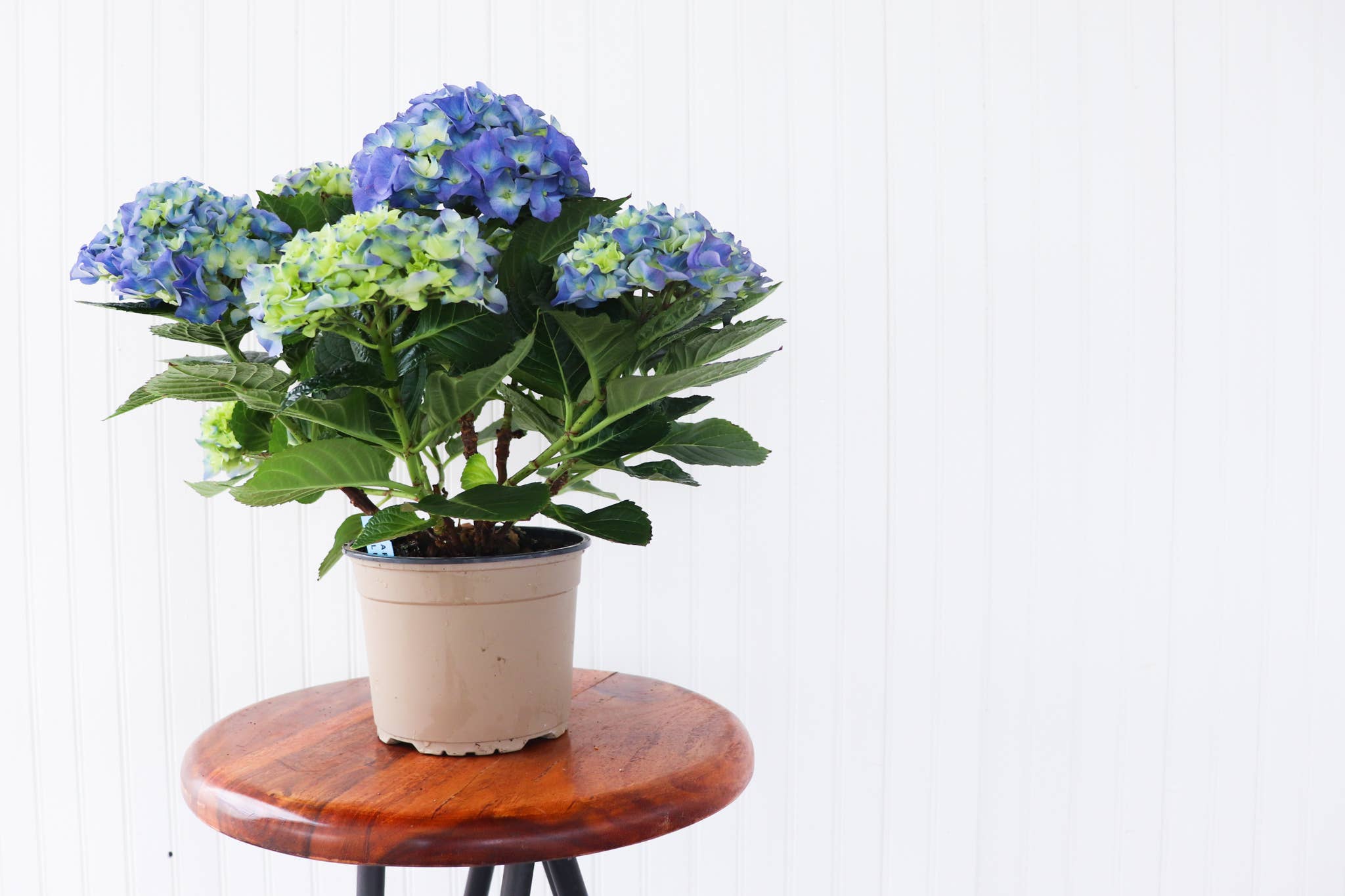 6.5" Hydrangea: Blue/Purple