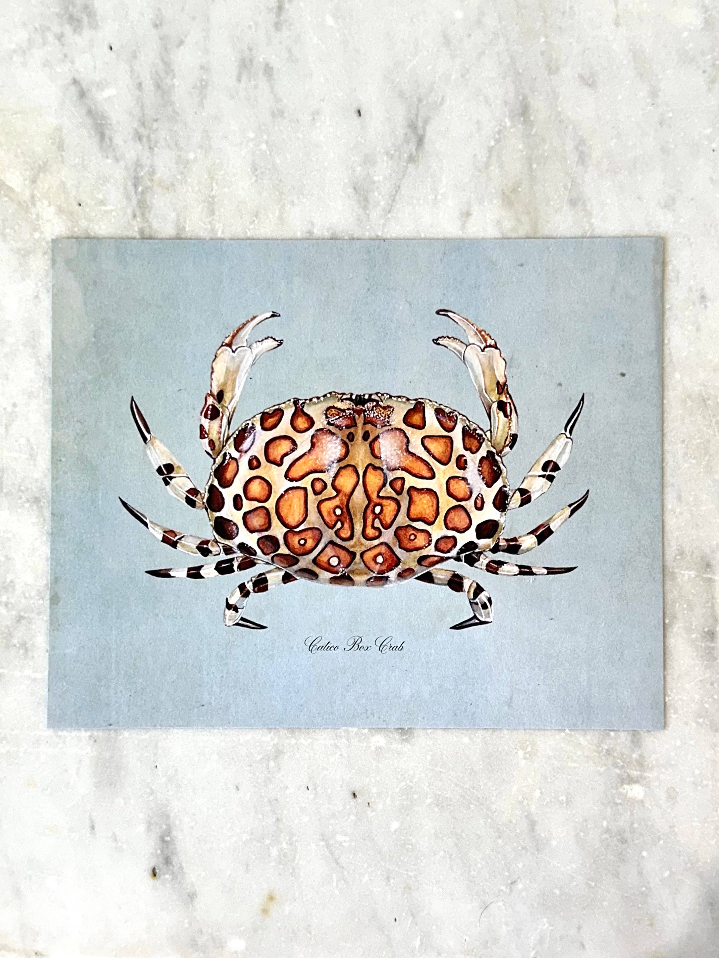 Calico Crab on Blue Art Print