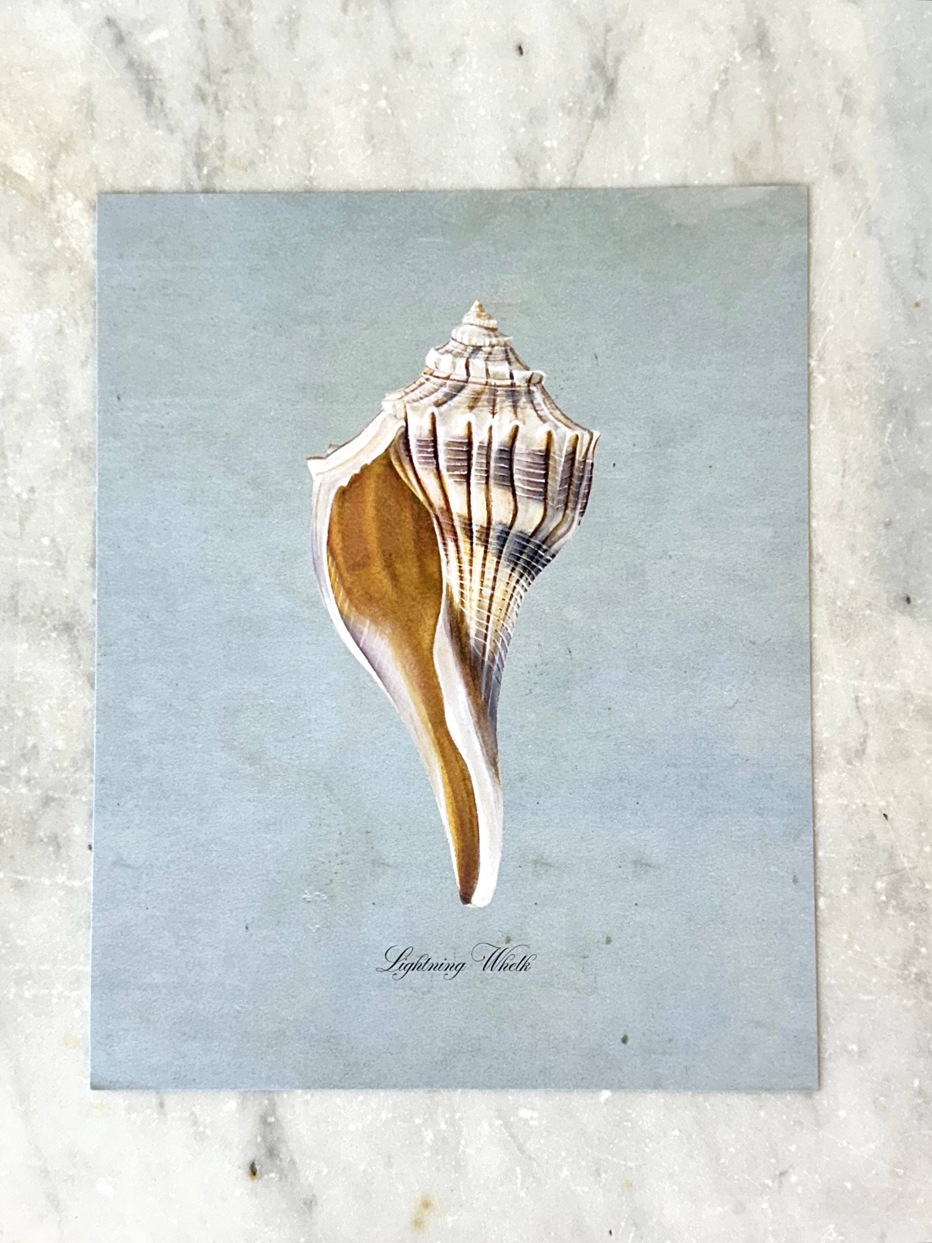 Lightning Whelk on Blue Art Print