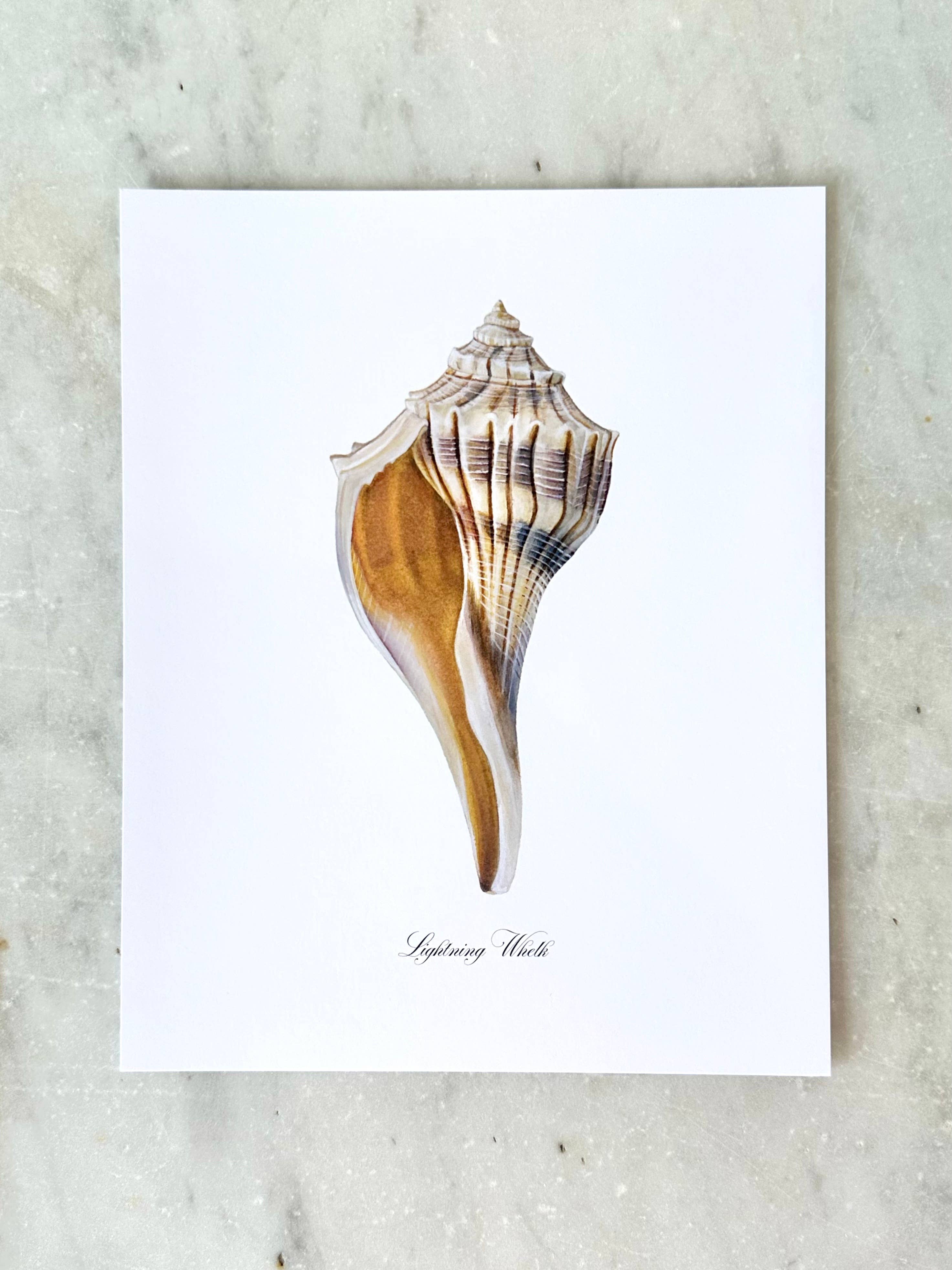 Lightning Whelk Modern Watercolor Art Print