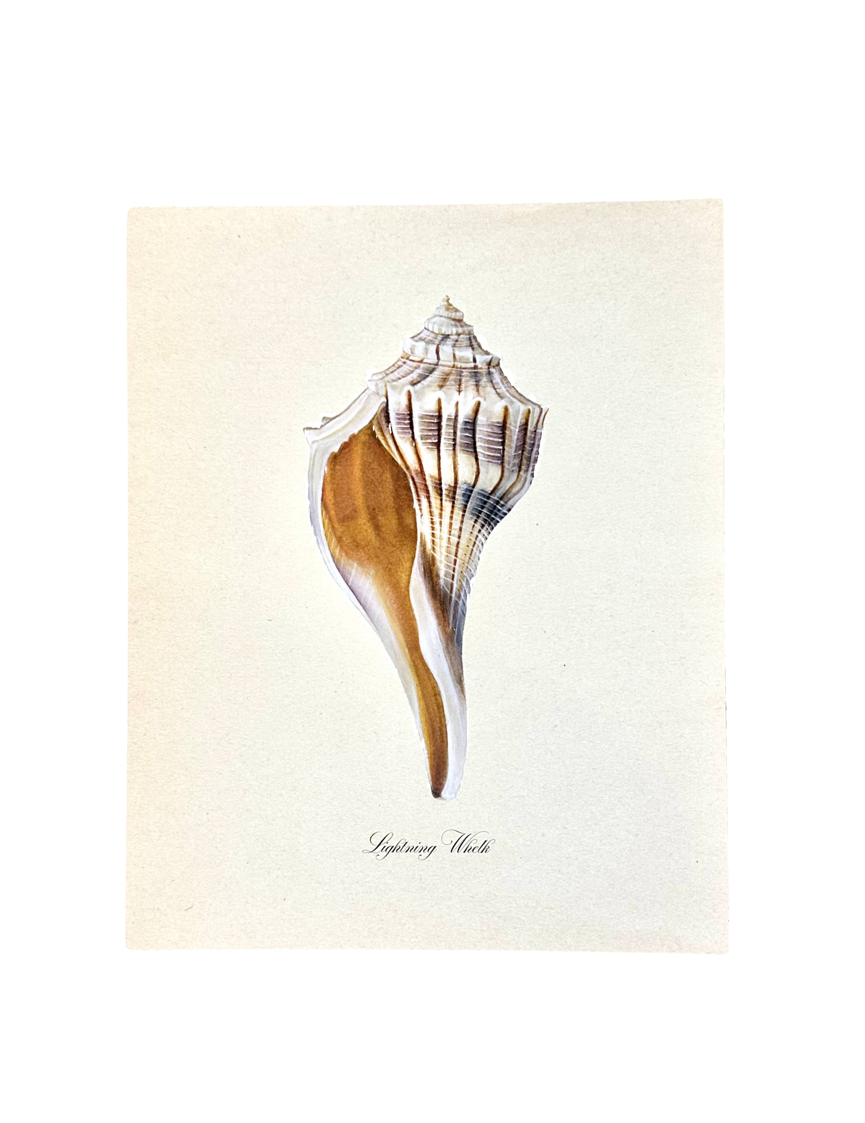 Lightning Whelk Texas Shell Vintage Watercolor Coastal Art 
