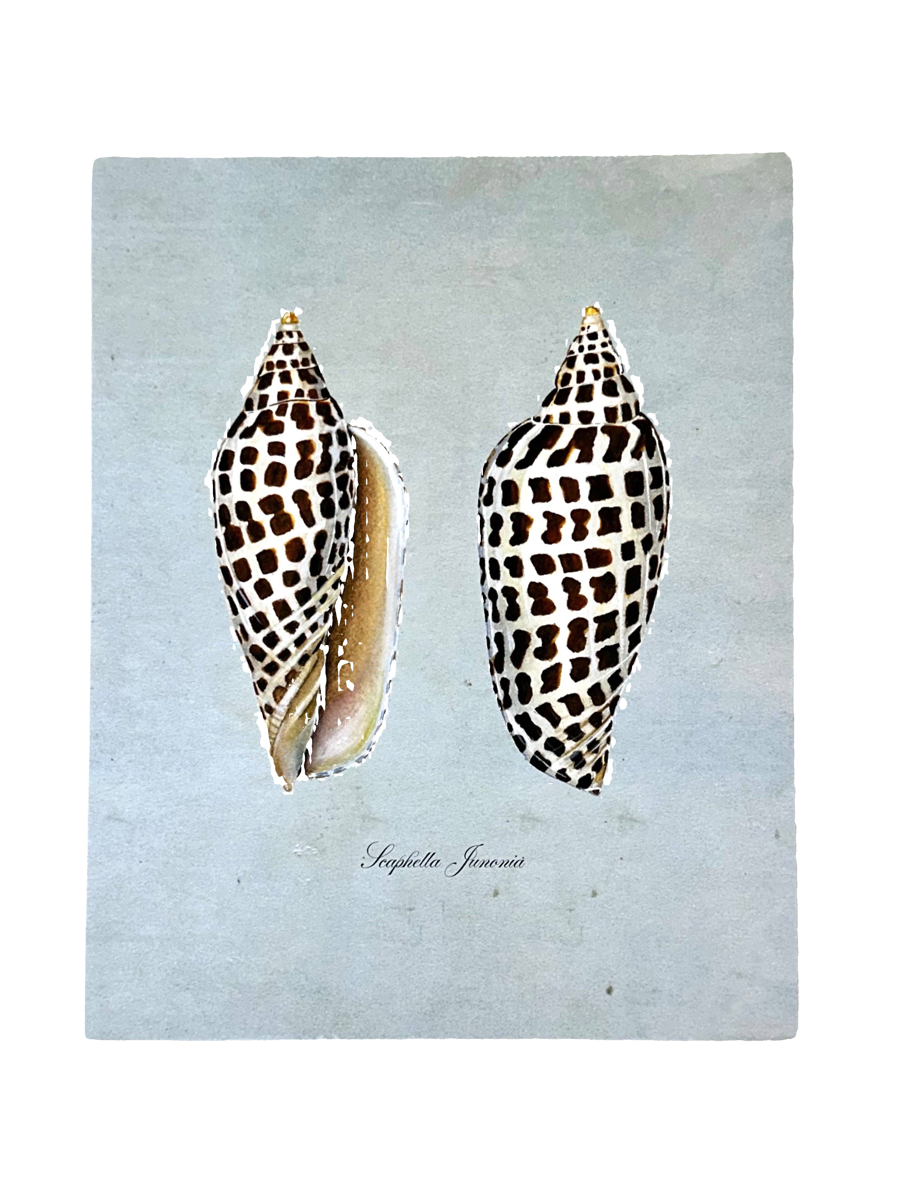 Junonia on Blue Art Print