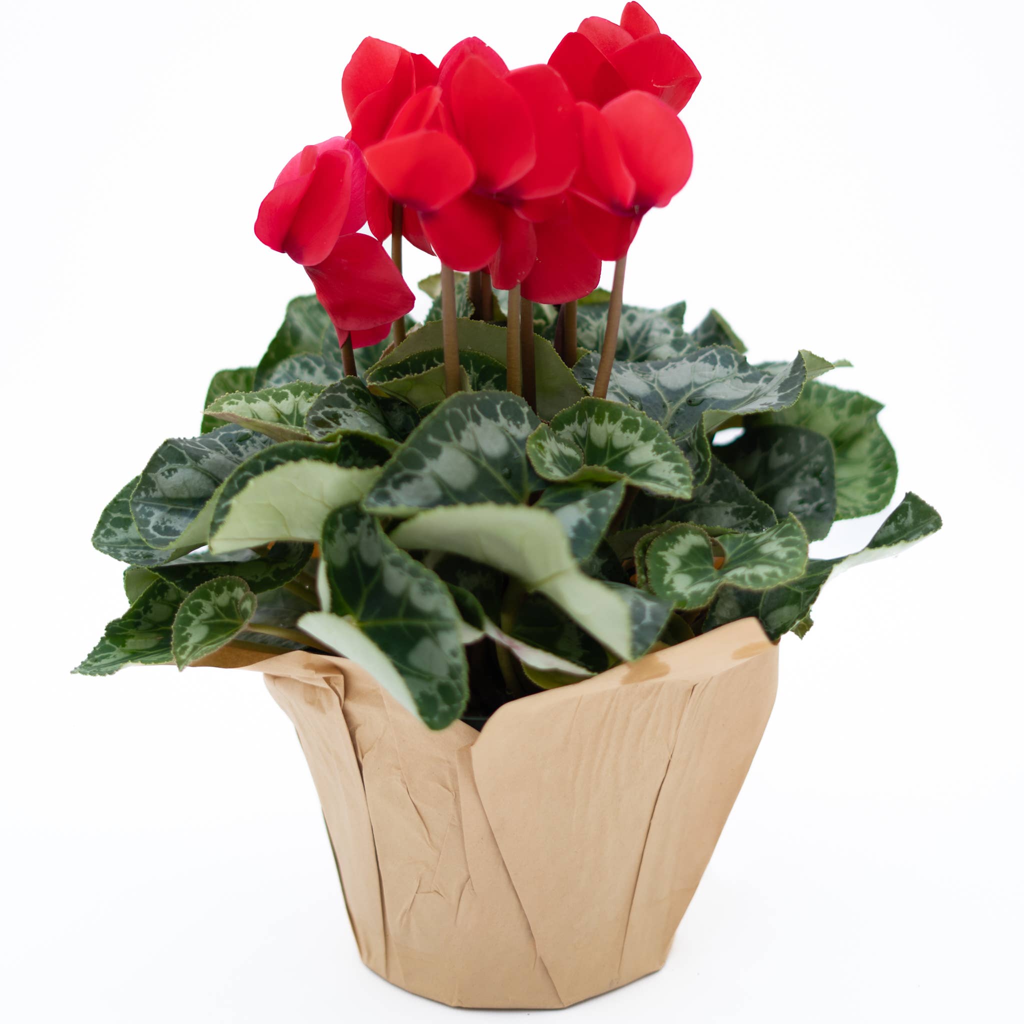 4" Cyclamen Assorted: Pink