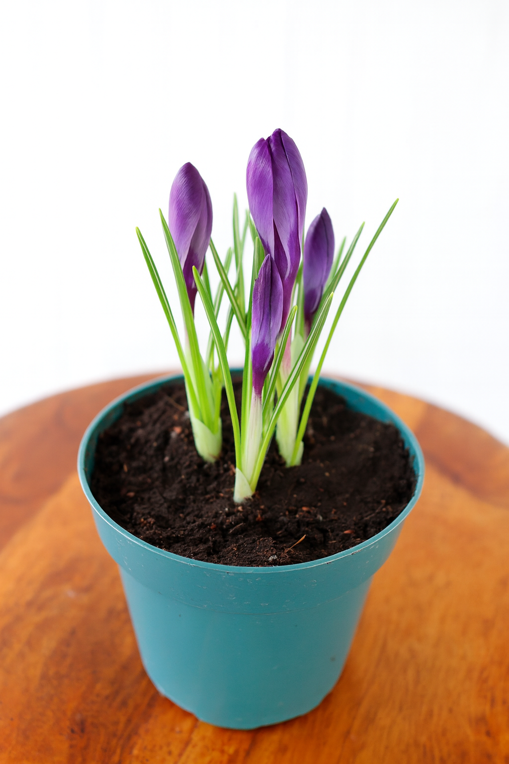 4" Spring Bulb (Assorted)