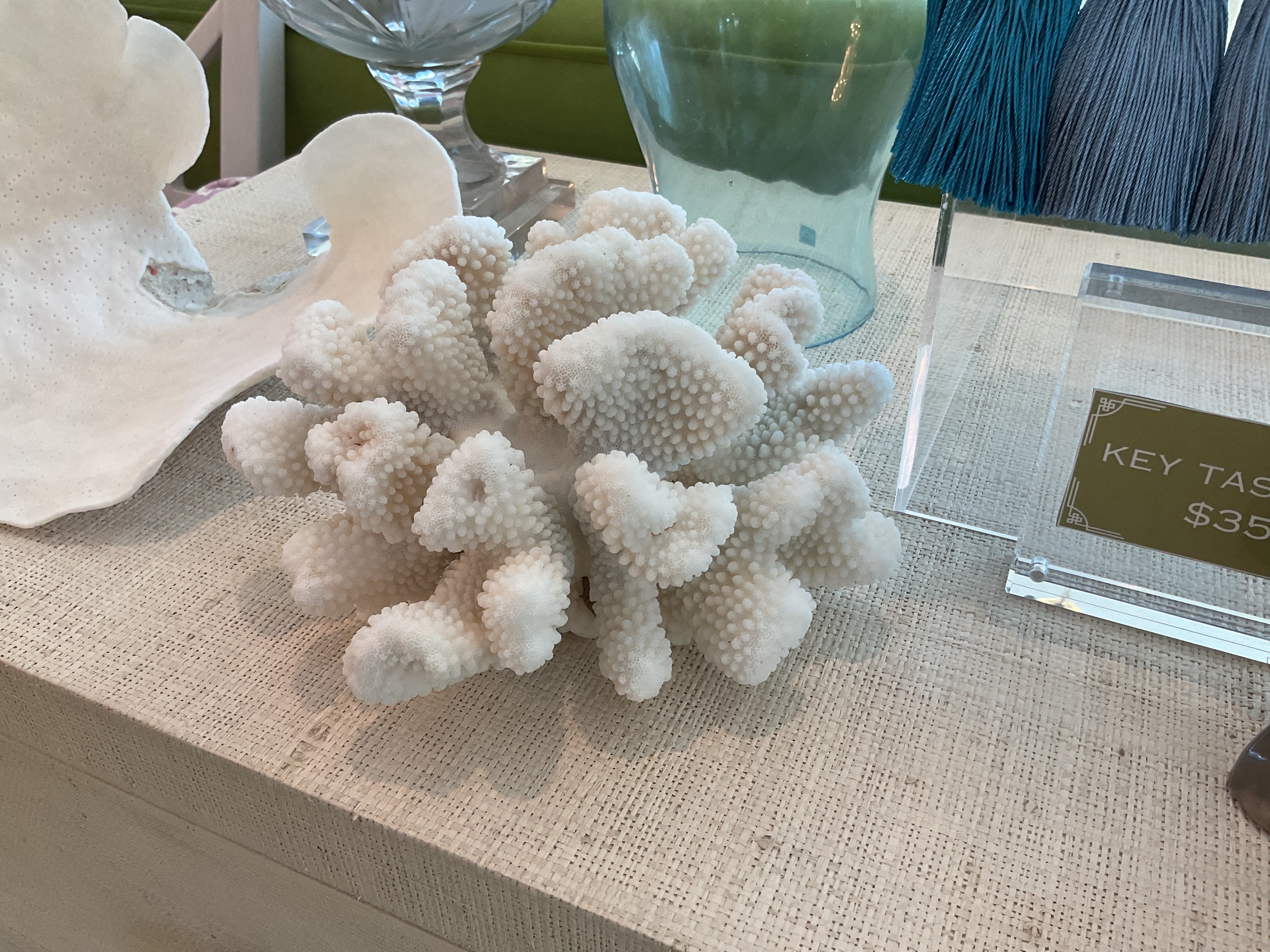 Medium Cats Paw Coral