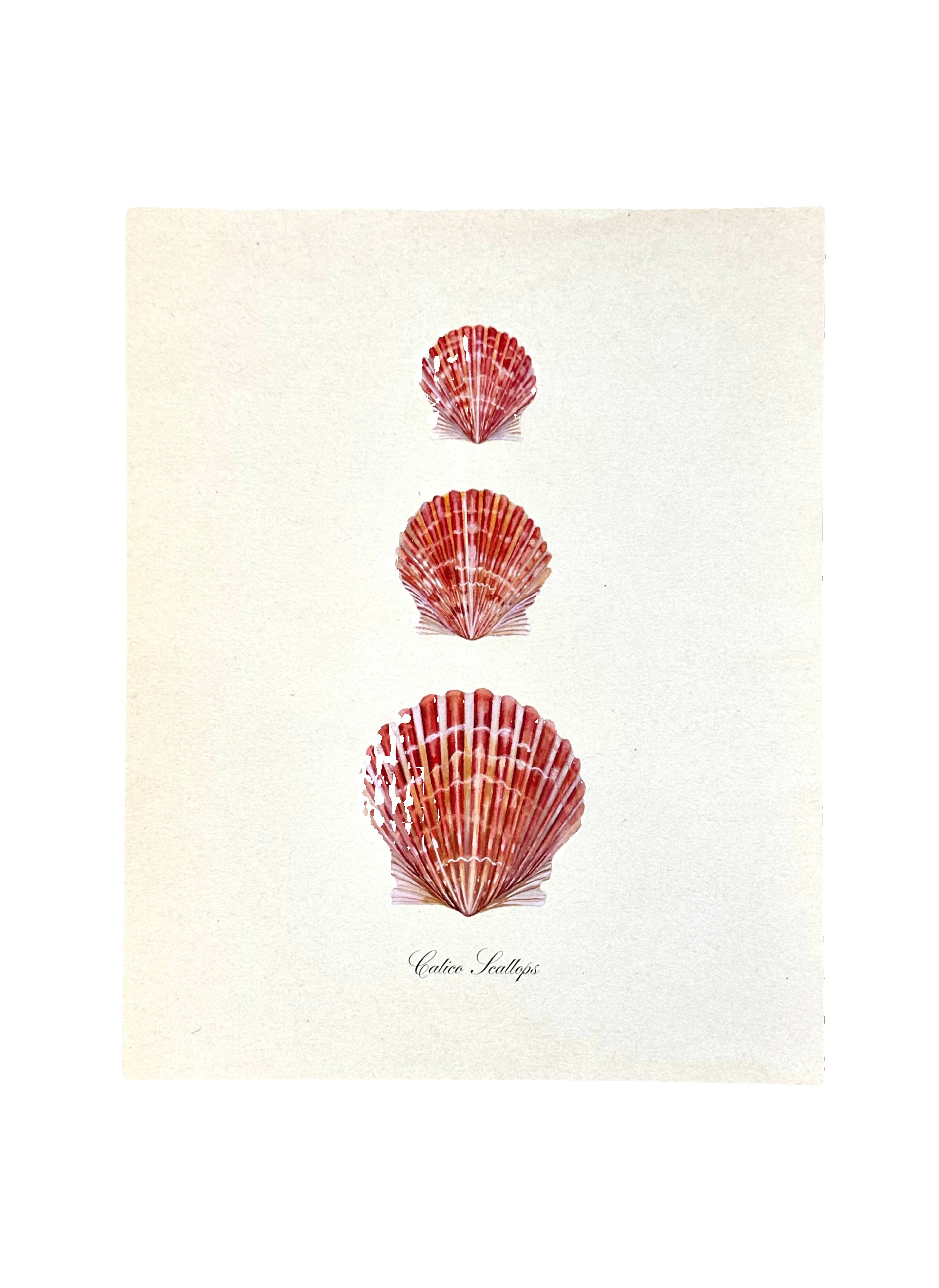 Scallop Watercolor Vintage Art Print