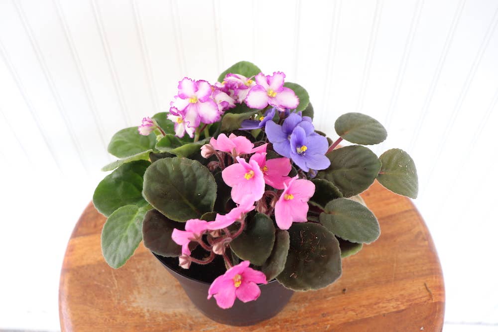 6" African Violet Assorted