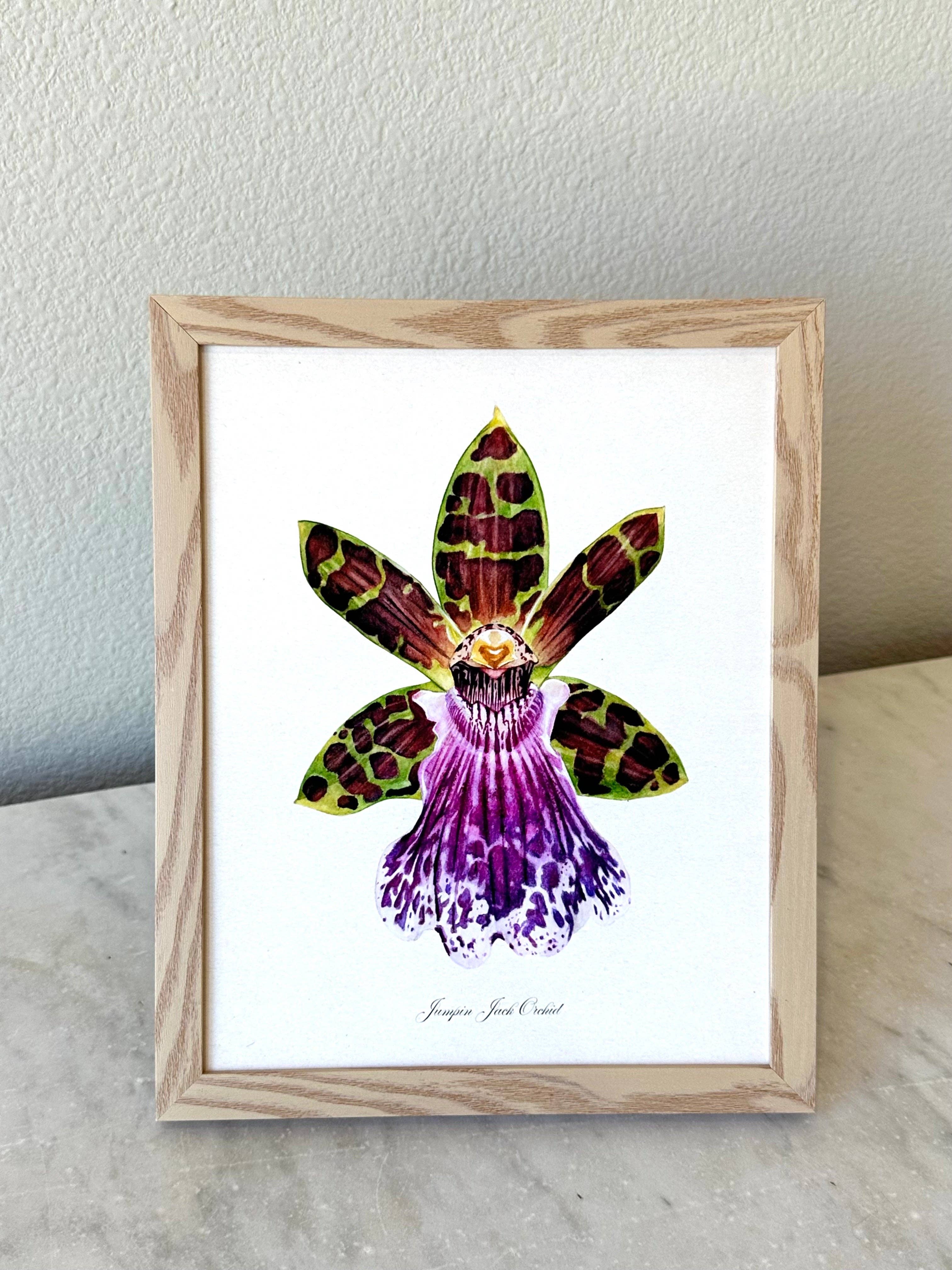 Jumpin Jack Orchid Art Print