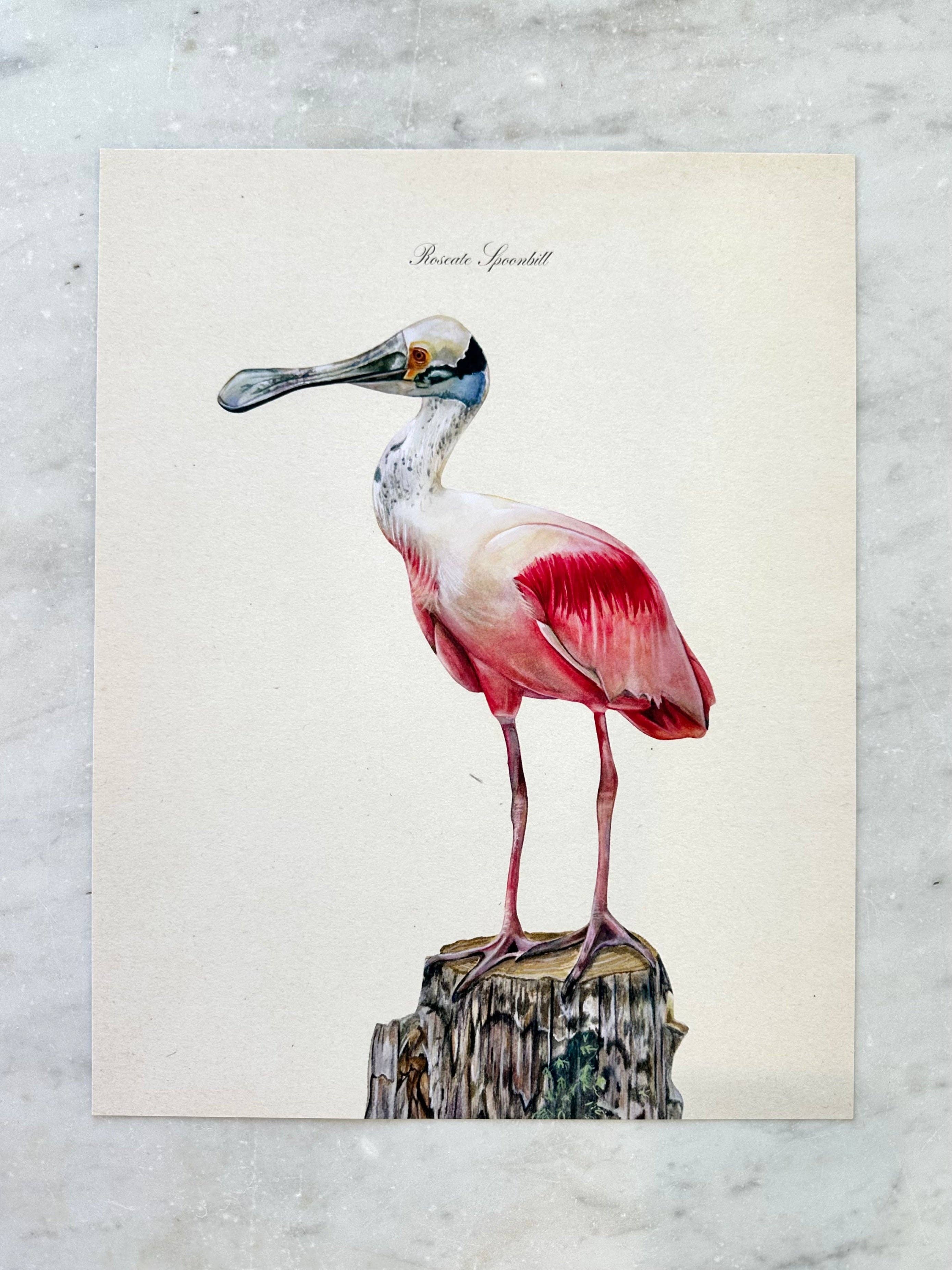 Roseate Spoonbill Art Print
