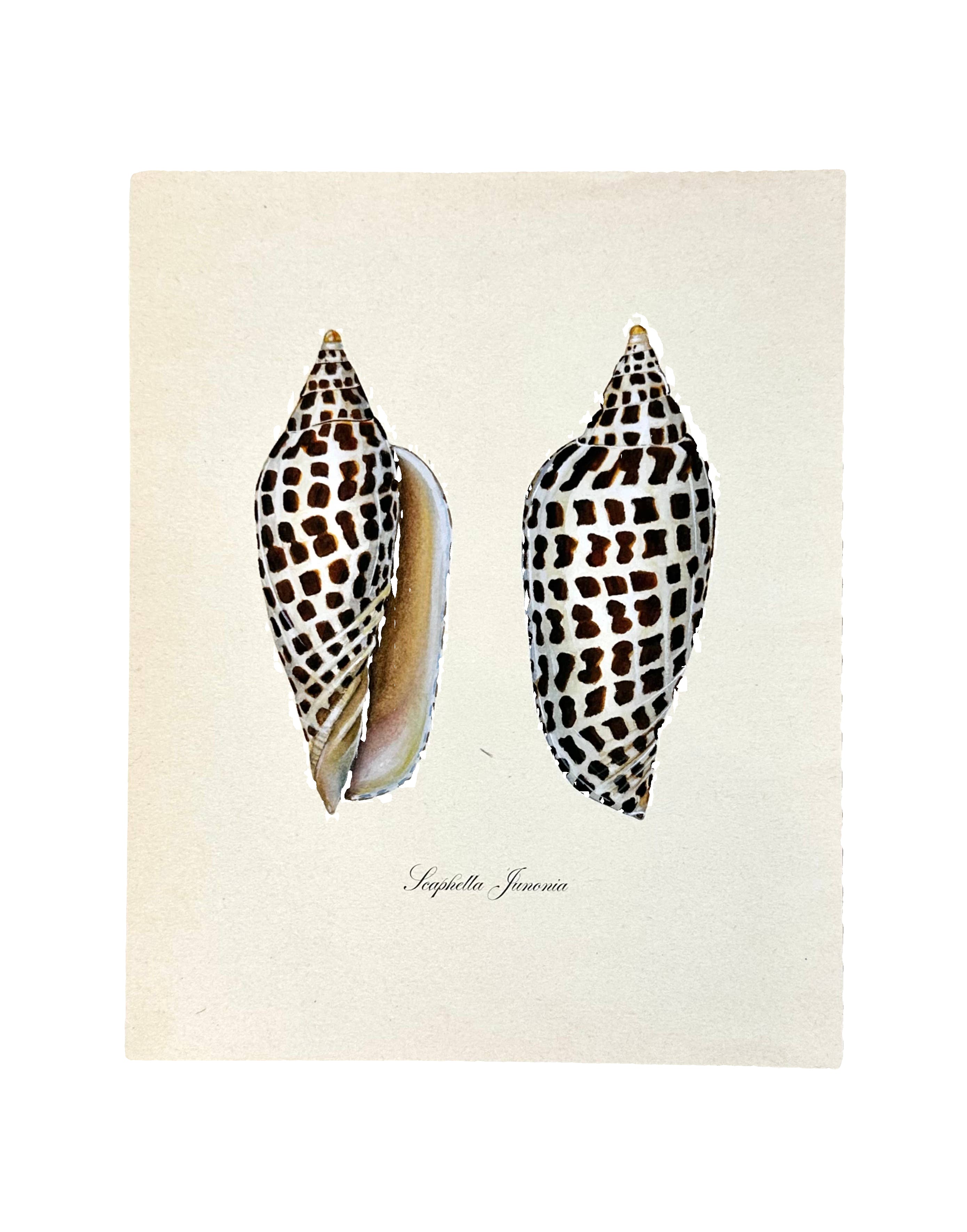 Junonia Shell Vintage Watercolor Art Print