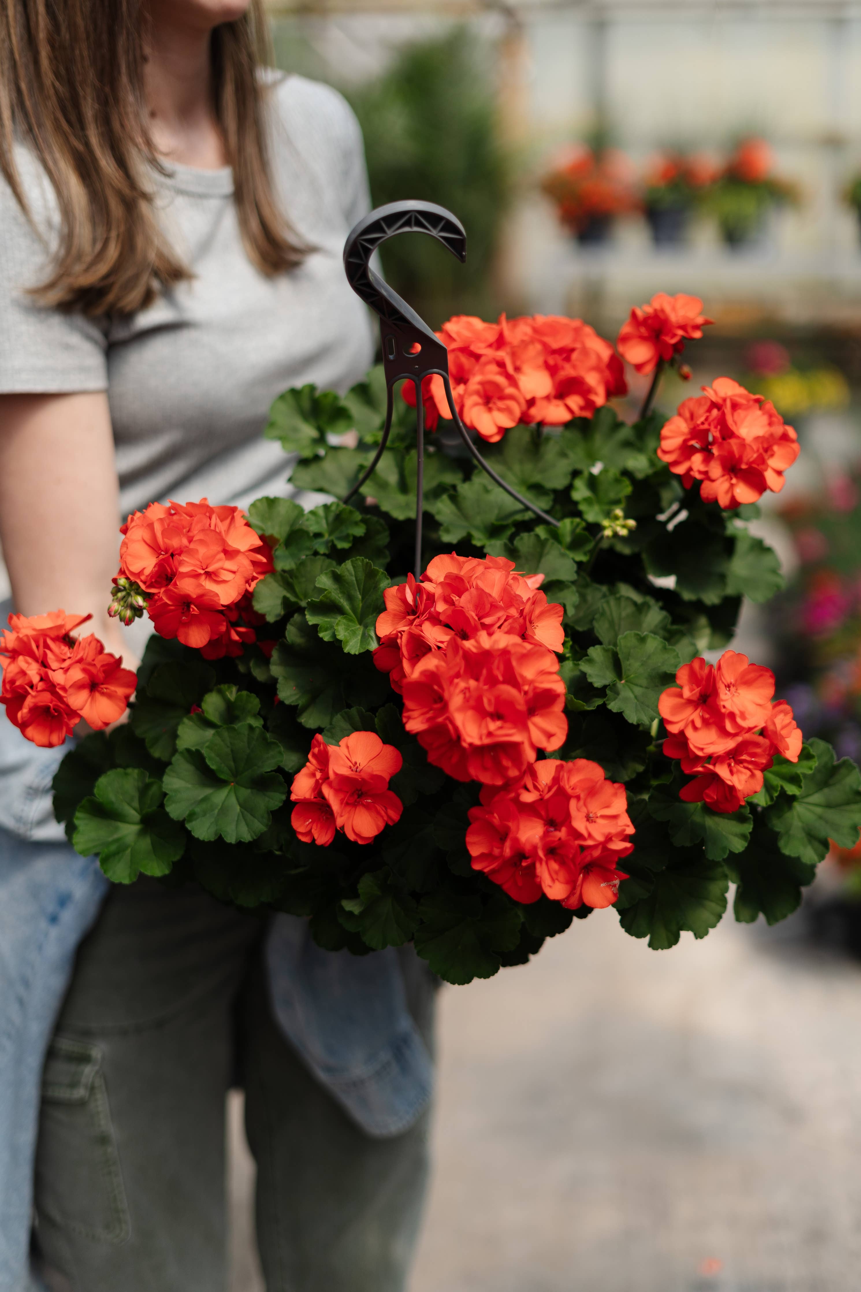 11" Geranium Hanging Basket Assorted colors