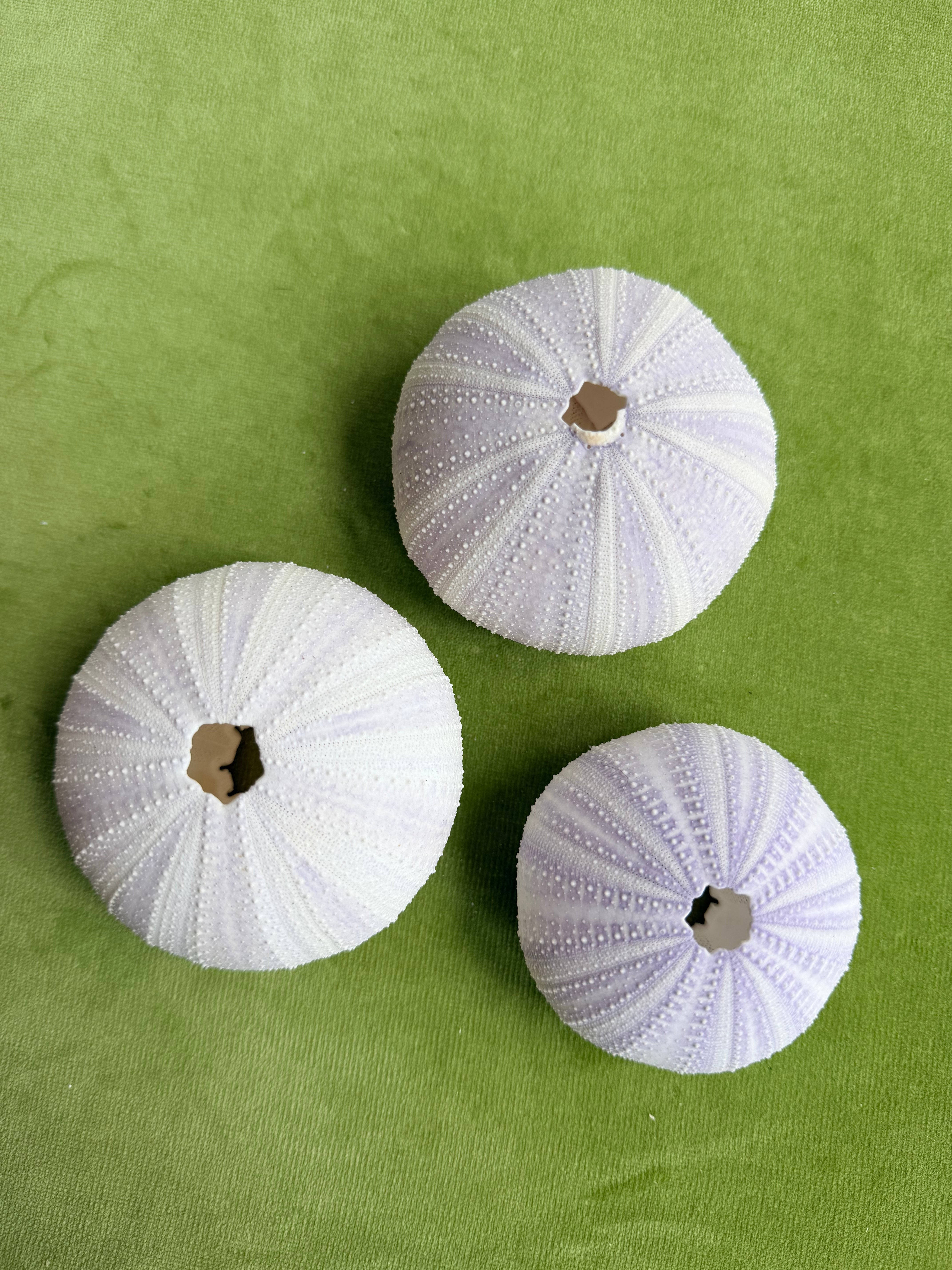 Purple Sea Urchins