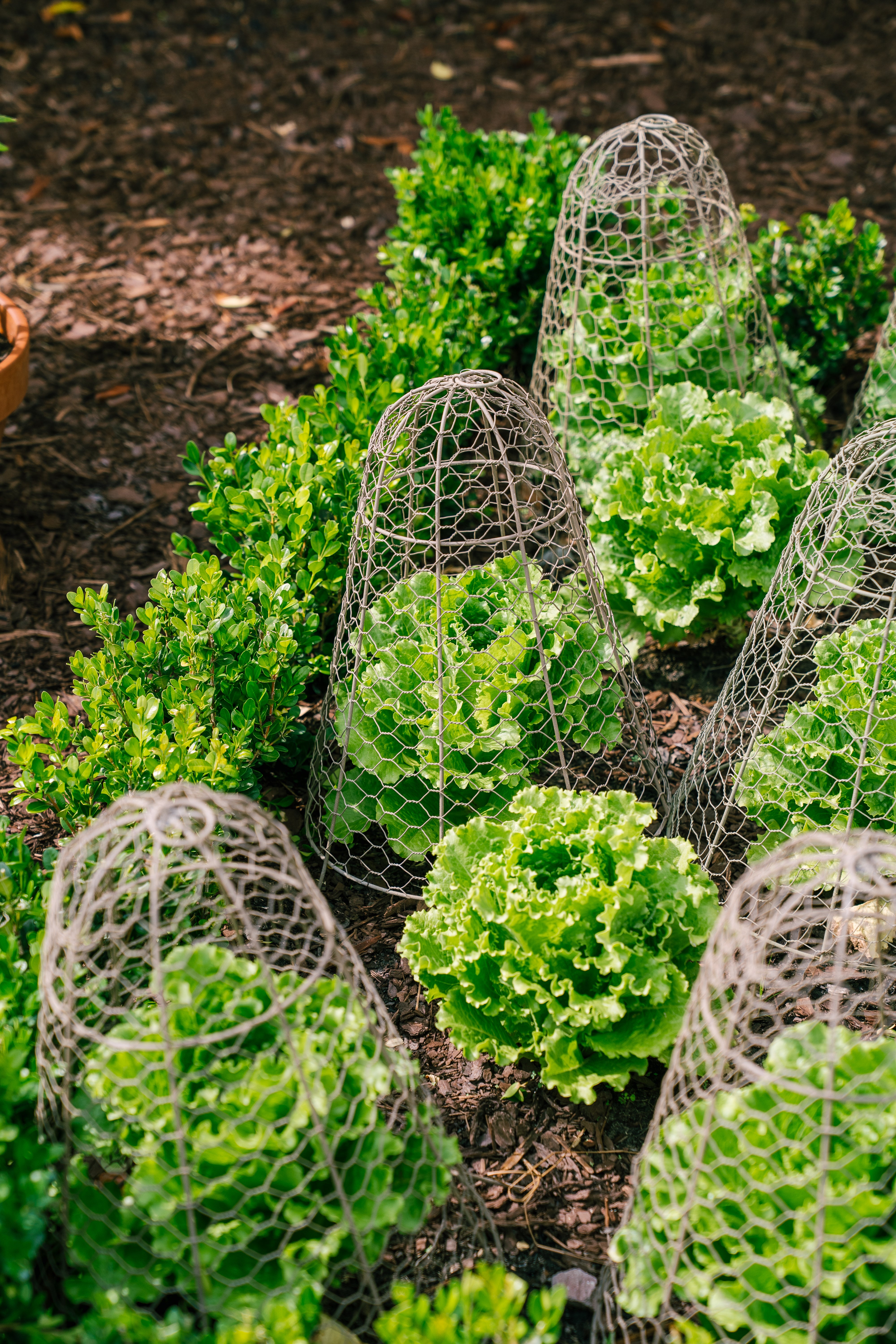 Wire Garden Cloche