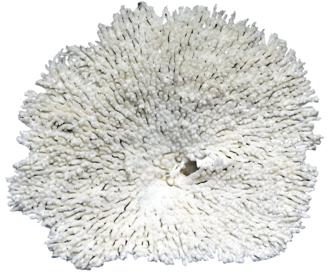 Table Coral