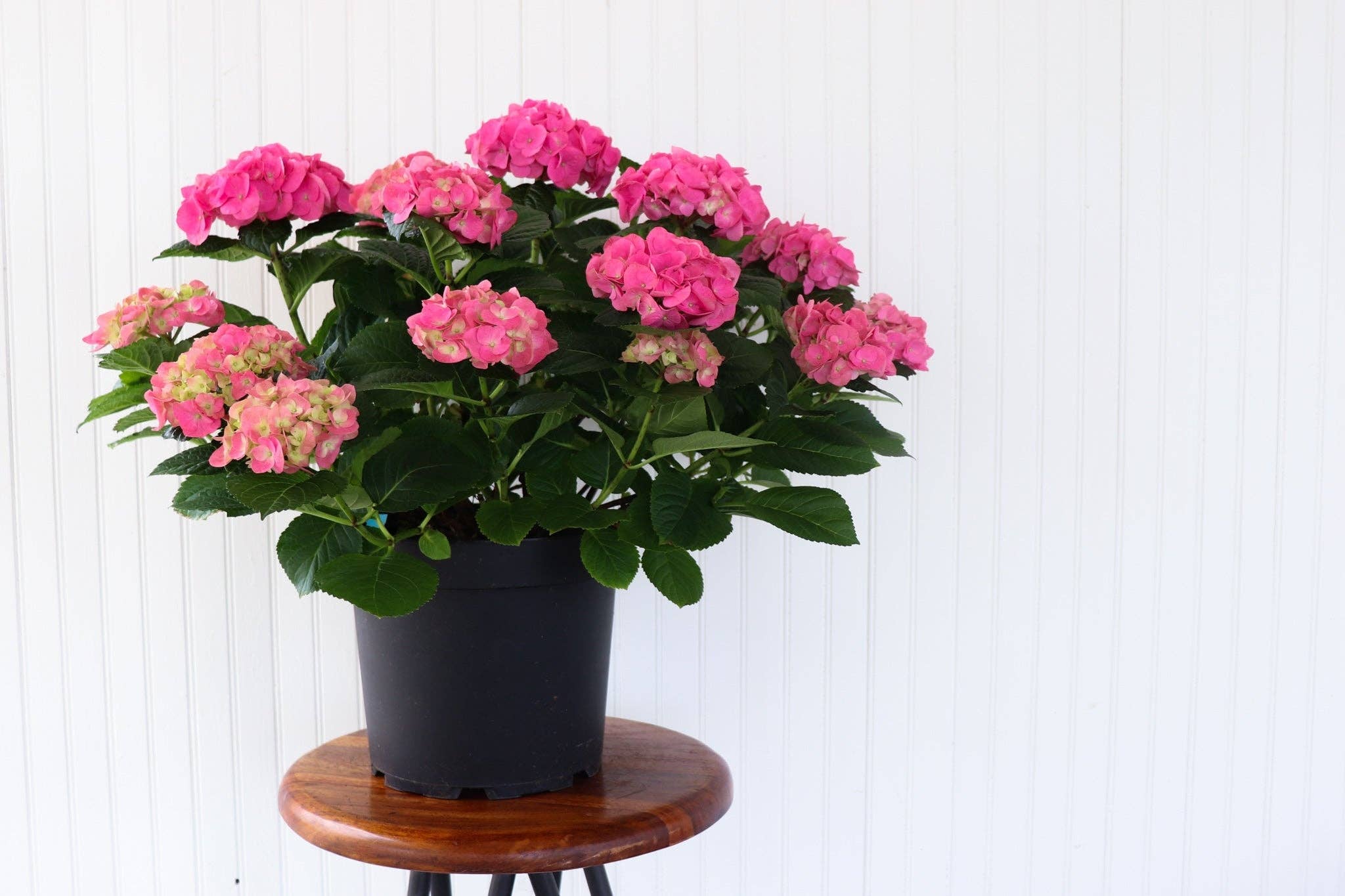 10" Hydrangea: Pink