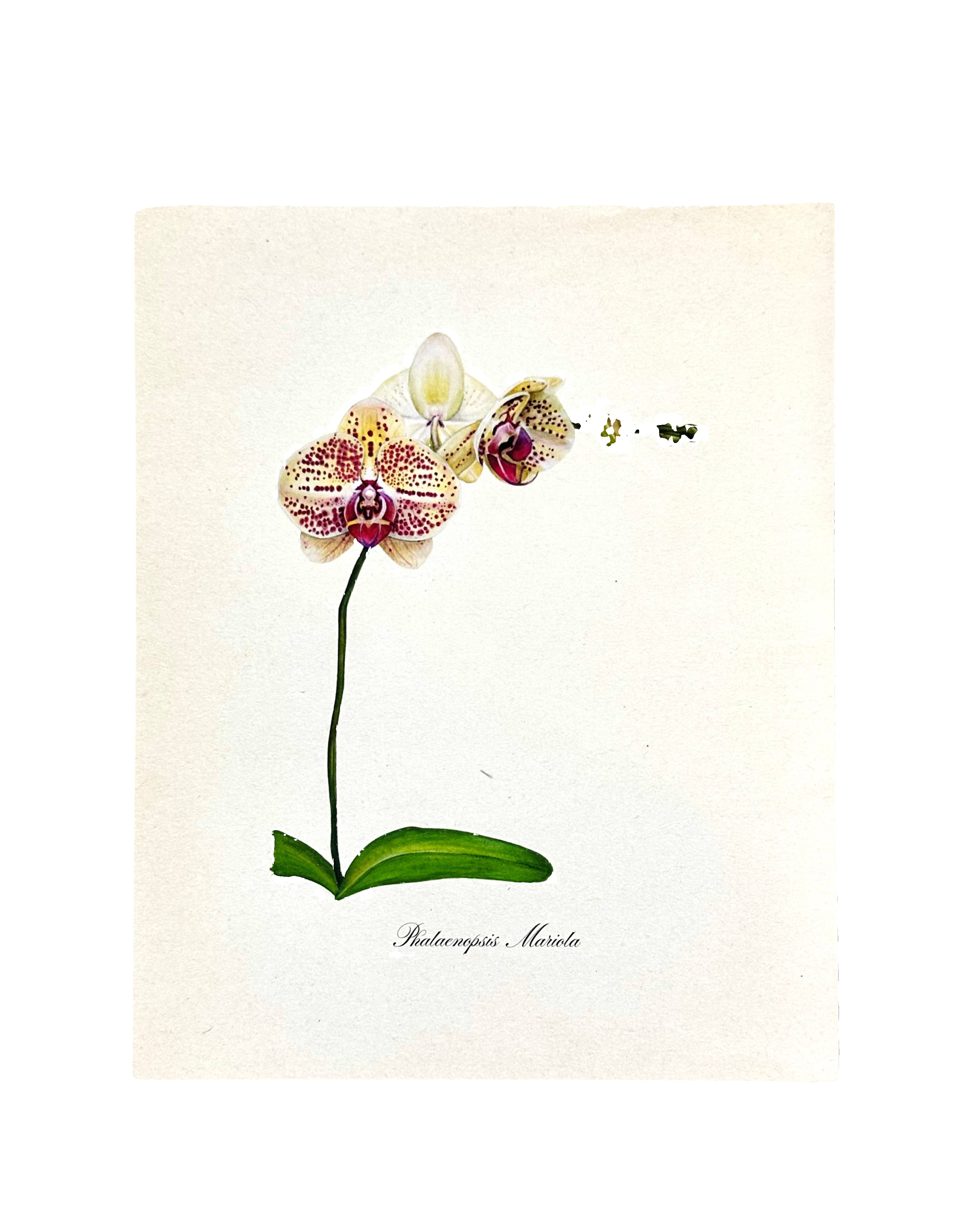 Yellow Orchid Vintage Watercolor Art Print