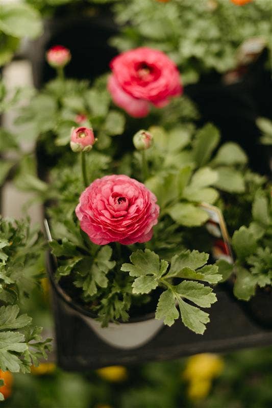 5" Ranunculus