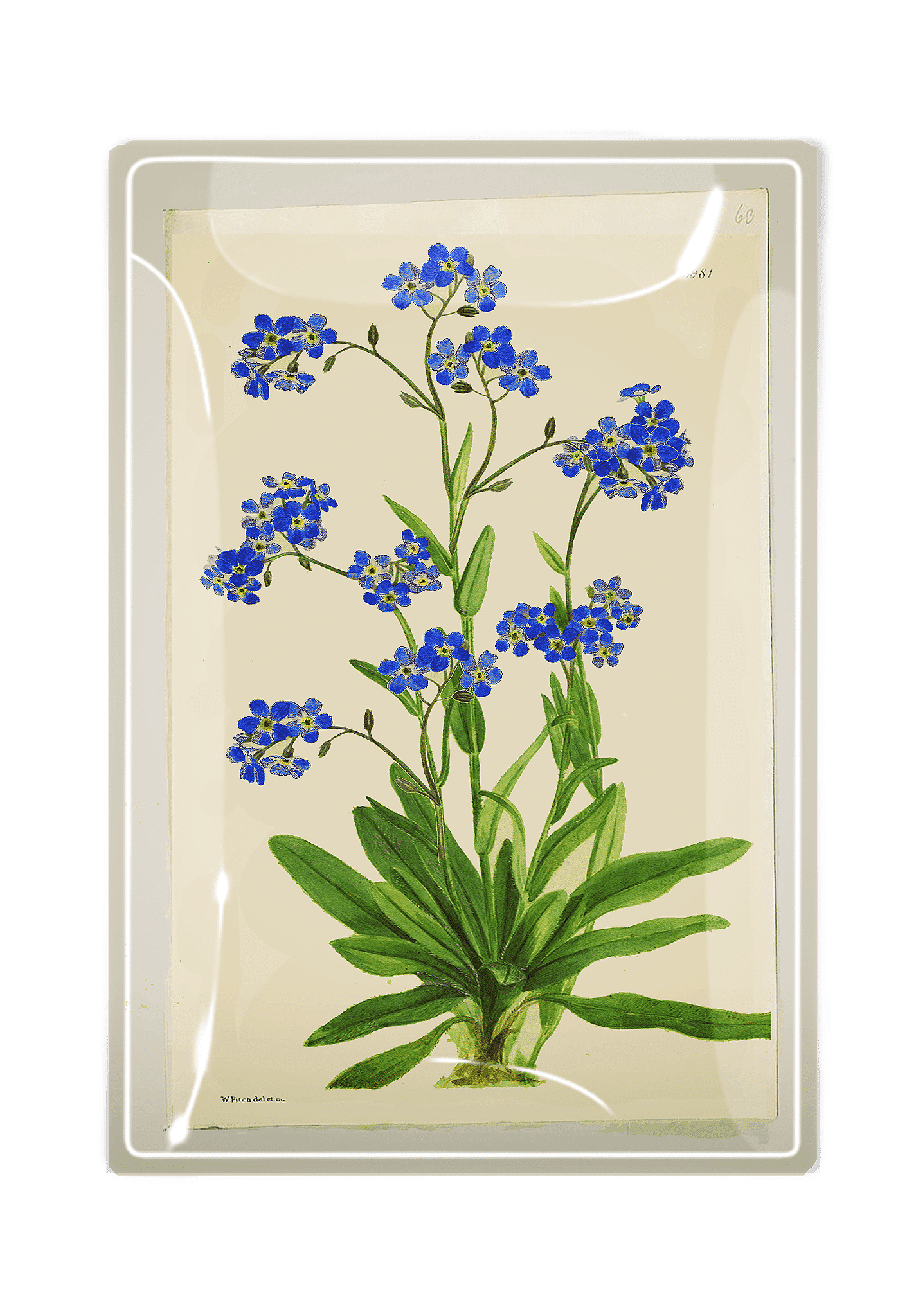 Forget Me Nots Decoupage Glass Tray