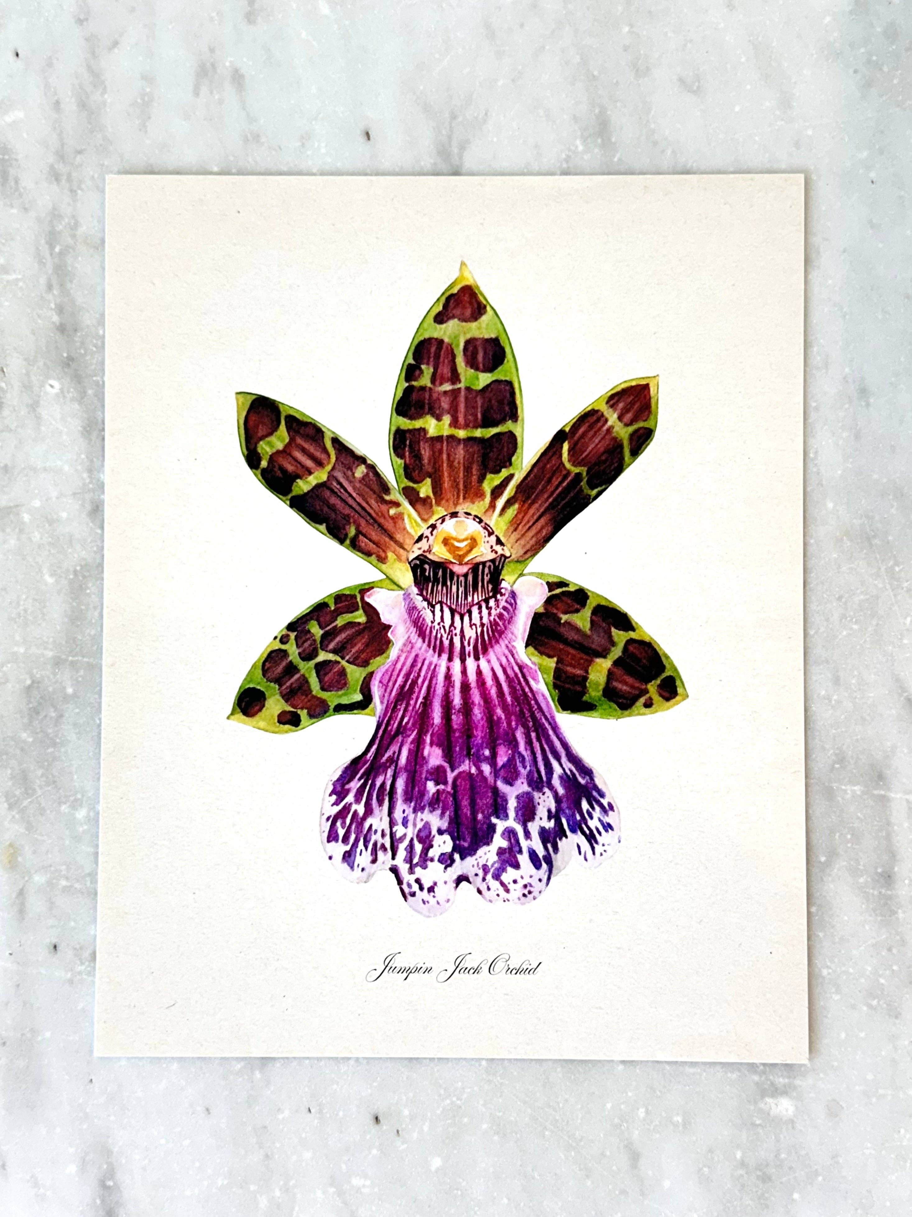 Jumpin Jack Orchid Art Print
